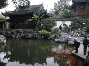Koi in the pools at the Yuyuan Garden in Shanghai
